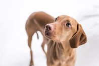 Der Hund - Unser treuer Begleiter – Ungarischer Vizsla