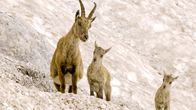 Die Alpen – Der frische Nachwuchs der Steinböcke muss vom ersten Tag an Gelände gängig sein.