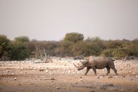 Namibia - Im Land der letzten Riesen – Black Rhino running in Namibia