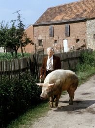 Polizeiruf 110 – rbb Fernsehen POLIZEIRUF 110: MITTERNACHTSFALL, Kriminalfilm DDR 1988 Uhr. Schweinezüchter Wilhelm Sippach (Fred Delmare)