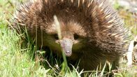 Expeditionen: Waffen der Tiere – Der Kurzschnabeligel ist gut gegen Fressfeinde geschützt.