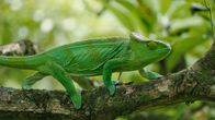 Madagaskar oder der große Karneval der Chamäleons – Fr, 21.06., 05:35 Uhr