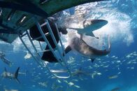 Shark Week – Shark Week (2018)
