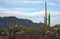 Stadt Land Kunst – Die Wüste von Arizona wurde durch den Cowboy-Mythos der Westernfilme zu einer Hollywood-Ikone – ein Genre, das sich bis heute hält.
