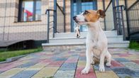 111 – Dog Jack Russell Terrier is sitting at the door holding the keys to the house.