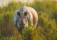 Planet Erde II – DOK Sonntag: Planet Erde - Grasland Nashorn findet Tarnung im Savannen-Gras Copyright: SRF/BBC/Chadden Hunter
