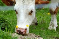 Der Bauer und das liebe Vieh – Universum: "Der Bauer und das liebe Vieh", Das Landschaftsbild Europas ist in weiten Teilen von der Landwirtschaft geprägt - großteils von hoch spezialisierten und leistungsorientierten Unternehmen. In den siebziger Jahren des vergangenen Jahrhunderts setzte jedoch eine Gegenbewegung ein: Ökologisches Wirtschaften wurde ein Thema.Hauptdarsteller sind ein Biobauernhof im Jahreskreislauf, die Haus- und Nutztiere, die hier leben, und die Wildtiere, die regelmäßig die Wiesen und Felder im Umkreis besuchen. Wie sieht das Herdenverhalten bei Kühen aus? Wie agieren Schweine, wenn ihnen ein Freiraum zugestanden wird? Wie viele Hühner und Küken fallen dem Bussard oder dem Marder zum Opfer? Verhaltensstudien zeigen die Bedürfnisse der Tiere und die Spielregeln, die in den einzelnen Gruppen herrschen. Außerdem wird offensichtlich, welche Bedeutung eine ökologische Landwirtschaft auf die Wildtiere hat. Bevorzugen Rehe und Hasen überdüngte Löwenzahnwiesen oder suchen sie sich die artenreiche Biowiese aus? Ackern Wildschweine wahllos die Felder um, oder gehen sie zielstrebig auf den Ökomais los? In gewohnter UNIVERSUM-Qualität werden das Verhalten und die Eigenheiten der Kühe, Schweine, Ziegen, Hühner und Enten in Szene gesetzt. Dieser Film stellt keine neuen Tierarten und keine unzugänglichen Landstriche vor, und dennoch führt er den Zuschauer in eine unbekannte Welt.
