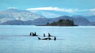 Die Sprache der Tiere – Vor der kanadischen Pazifikküste leben zahlreiche Schwertwale.