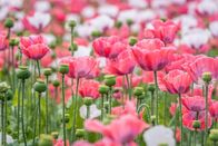 Mei liabste Weis – Mohnblüten.