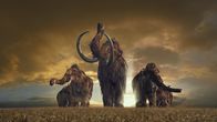 Terra X: Mammuts - Stars der Eiszeit – Wollhaarmammuts waren die größten lebenden Landsäugetiere ihrer Zeit.