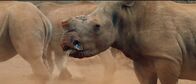 Wildlife Crime - Milliardengeschäft Tierhandel – Nashorn-Horn besteht aus Keratin und wächst nach, wenn es abgesägt wurde.