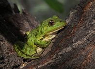 Universum: Die Donau - Lebensader Europas – Frosch.