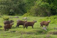 Kolumbien – Wasserschweine, im Orinoko-Tiefland, Llanos.