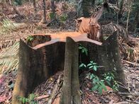 SOS Amazon - Apocalypse in the Rainforest – SOS Amazon - Apocalypse in the Rainforest (2019)