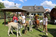 Die Mädchen-WG - Im Schloss am See – Tierische Freundschaft in der WG - Alexa (l.), Feli (M.) und Anna (r.) kümmern sich um mehrere Alpakas.