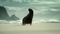 Wildes Neuseeland – Während der Paarungszeit patrouillieren Neuseeländische Seelöwen den Strand. Sie halten Konkurrenten auf Abstand, die ihrem Harem zu nahe kommen könnten.