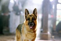 Kommissar Rex – Rex.