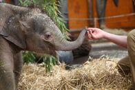 Nashorn, Zebra & Co. – Visite beim Elefantenbaby.