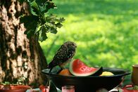 Der Flug der Eule – Steinkauz am römischen Tisch.
