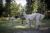 Terra Mater – Alpakas im Naturpark Hohe Wand