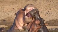 Die Großkatzen der Masai Mara – Flusspferde zeigen ein ausgeprägtes Territorialverhalten. Das eigene Revier wird aggressiv verteidigt.