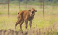 Alaskas Wildtier-Retter – Kombucha, ein neues Kalb in der Waldbisonherde des Alaska Wildlife Conservation Center, steht allein mitten auf einem Feld und schaut in die Kamera