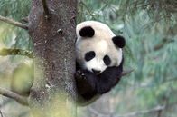 Der Große Panda – Halbwüchsige Pandas klettern gerne auf Bäume.