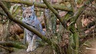Der Harz – Seit dem Jahr 2000 gibt es wieder Luchse im Harz – einem Auswilderungsprojekt sei Dank.