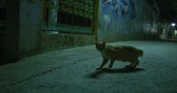 Die gruseligsten Tiere: Fakt oder Fiktion? – Java, Indonesien - Katze in einer Gasse (Love Productions USA/Myke Clarkson)