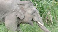 Expeditionen: Helden der Evolution – Asiatischer Elefant.