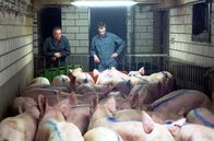 Re: – Schweinezüchter Erik Reijrink (li.) verkauft seinen gesamten Viehbestand und gibt seinen Hof auf.