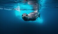 Terra Mater – Ein Seeleopard gleitet unter Wasser dahin