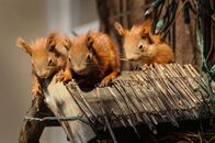 Wildnis unter uns – Die Eichhörnchene