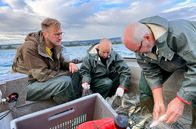 So isst Anders – Sören Anders (li.), ist früh am Morgen mit den Berufsfischern Urs und Stefan Riebel unterwegs um Felchen zu fangen - den berühmtesten Fisch des Bodensees.