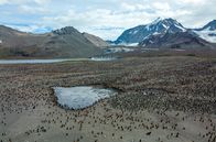 Tierische (R)Evolution – Pinguine können Aufschluss über Veränderungen in der Antarktis geben. Die Population dieser Eselspinguine hat sich in den letzten Jahrzehnten verdreifacht.