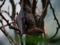 Bronx Zoo - Tierpark der Superlative – Jungle World Bat