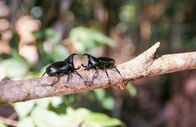 Expeditionen: Waffen der Tiere – Hirschhornkäfer versuchen, den Gegner beim Kampf herunterzuwerfen. Sie kämpfen meist um Weibchen.
