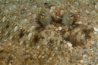Tierische Freaks – Sa, 22.08., 03:50 Uhr