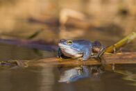 Super Bio Hero – The Moor frog - male
