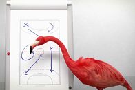 Athleticus – Der Handballtrainer erklärt seinem Flamingo-Team am Flipchart eine unschlagbare Taktik für das nächste Turnier.