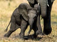 Tierisch gute Eltern – Ein kleiner Elefant tollt zwischen den Beinen seiner Mutter umher.