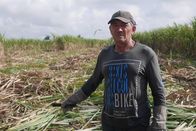 Zu Tisch ... – Trotz seiner 61 Jahre hat Arjelio Marrero Pérez immer noch viel Kraft und ist der beste Machetero seiner Brigade.