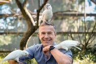 Terra X: Faszination Erde – Frech, neugierig und sehr schlau: Kakadus zählen zu den besten Werkzeugmachern im Tierreich.