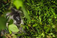 Wildes Indochina – Lange muskulöse Beine und Greiffüße machen den indonesischen Haubenlangur zum Kletter-Profi.
