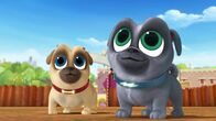 Welpen Freunde – L-R: Rolly, Bingo