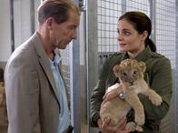 Tierärztin Dr. Mertens – Für Dr. Fährmann (Michael Lesch) ist der Löwennachwuchs ein Garant für sein neues Projekt, Leipzig wieder im internationalen Löwenzuchtprogramm zu etablieren. Als er Dr. Susanne Mertens (Elisabeth Lanz) mit dem kränkelnden Nachwuchs auf dem Weg in die Krankenstation trifft, brechen die alten Konflikte der beiden Kontrahenten wieder auf.