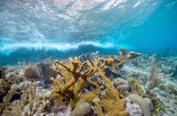 Paradiese aus Menschenhand – Weltweit sterben Korallenriffe oder sind bedroht. Durch eine neue Methode der Korallenvermehrung könnte es gelingen, Riffe wieder aufzubauen.