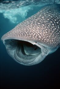 Die komischsten Tiergesichter – INDO-PACIFIC OCEAN - Despite their name, Whale Sharks (Rhincodon typus) are in no way related to whales, however they are whale in size reaching up to 60 feet in length, making them the largest fish in the sea. Despite their huge size, they feed on plankton by gulping massive amounts of water and filtering it for food, which is why their mouths are so big, opening up to 5 feet wide! (Photo Credit: Wild Thing Media/Valerie Taylor)