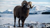 Wildes Kanada – Ein männliches Dickhornschaf.