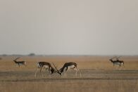 Wildes Indien – Mit steigendem Testosteronspiegel wird das Fell der Hirschziegenantilope dunkler.